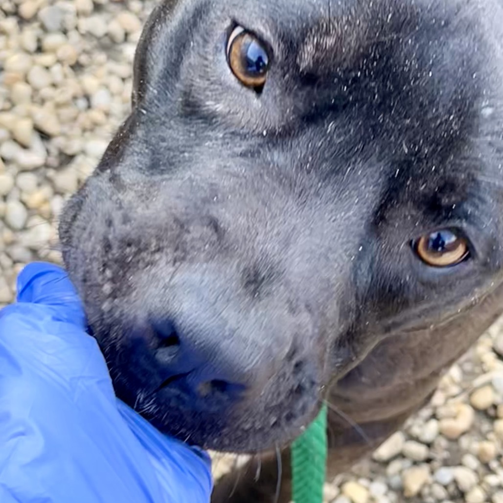 Frisby — thumbnail 5