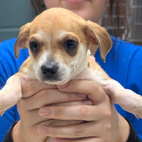 Mimi — thumbnail 2