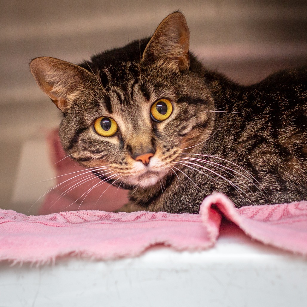 BLACK SAGE - Domestic Shorthair available for adoption