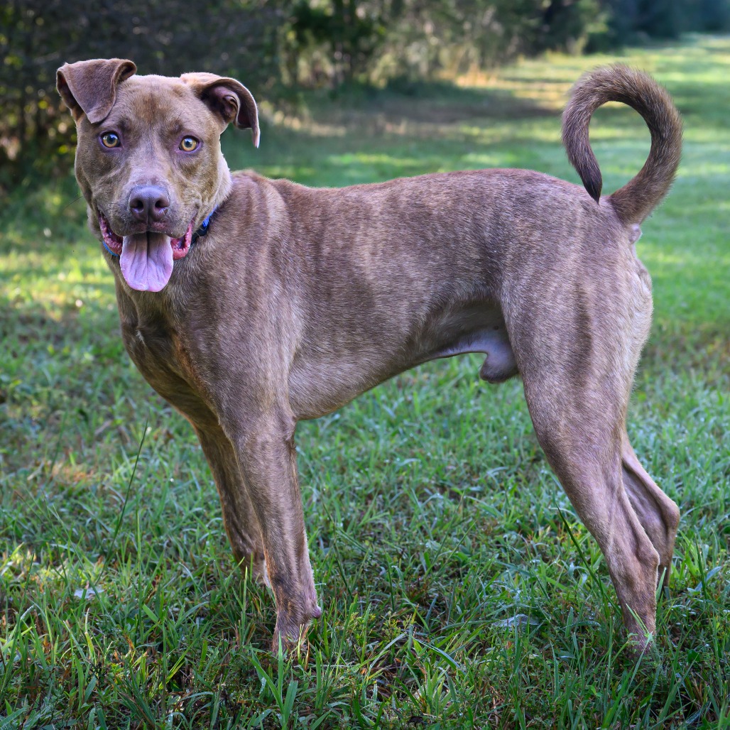 Chaco