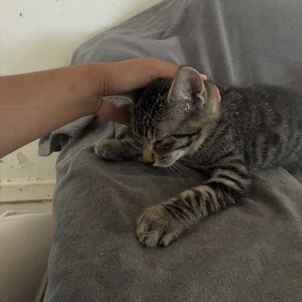 Taco - Domestic Shorthair