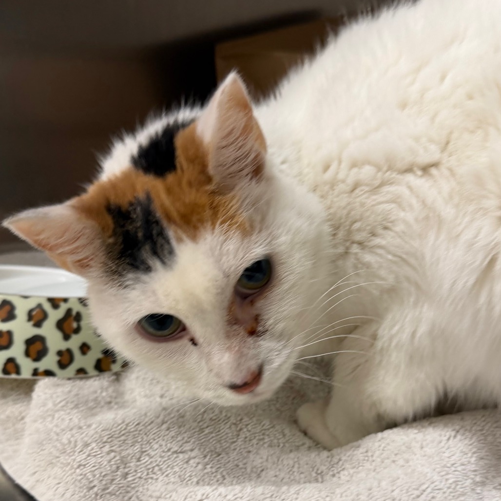 WILLOW - Domestic Shorthair available for adoption