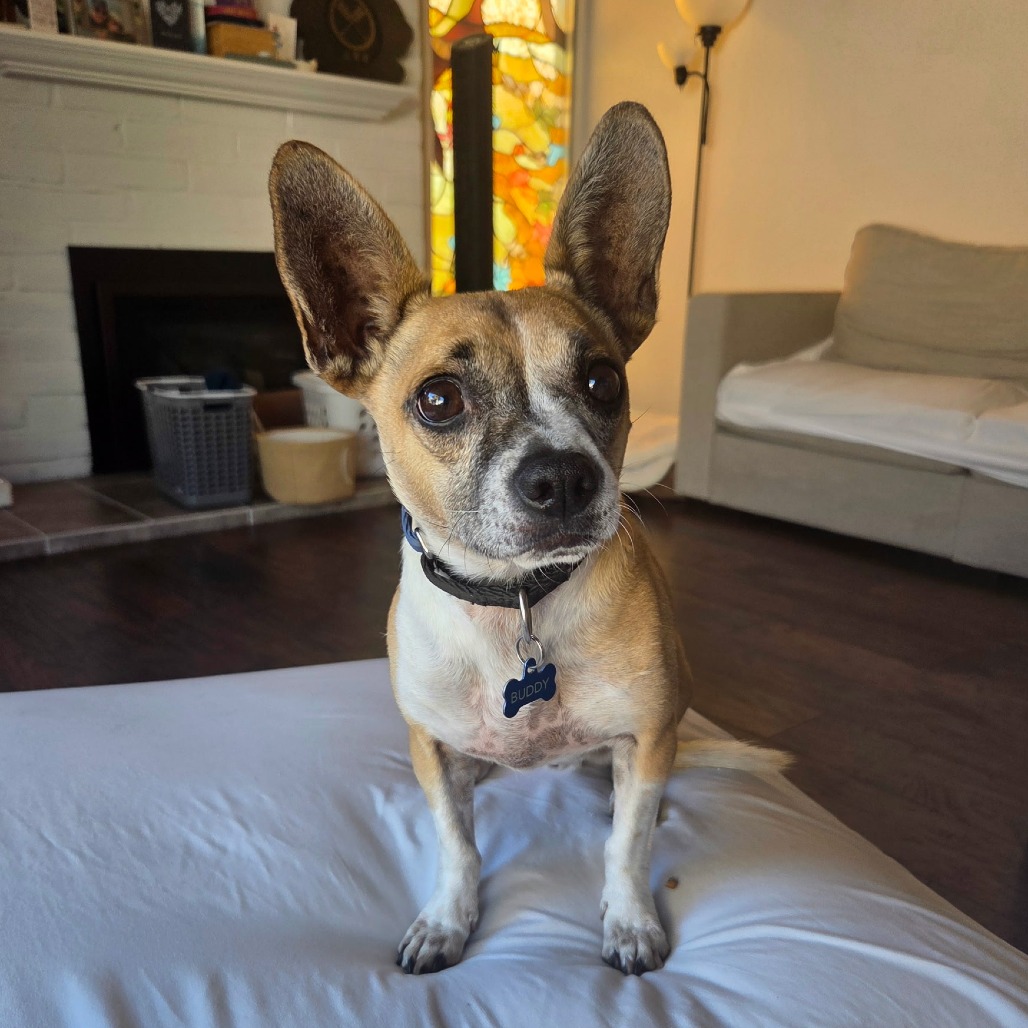 Buddy