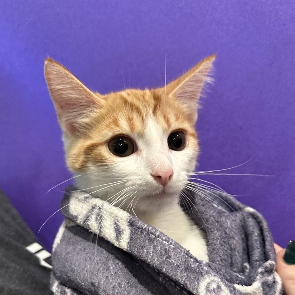 OVERALLS - Domestic Shorthair available for adoption