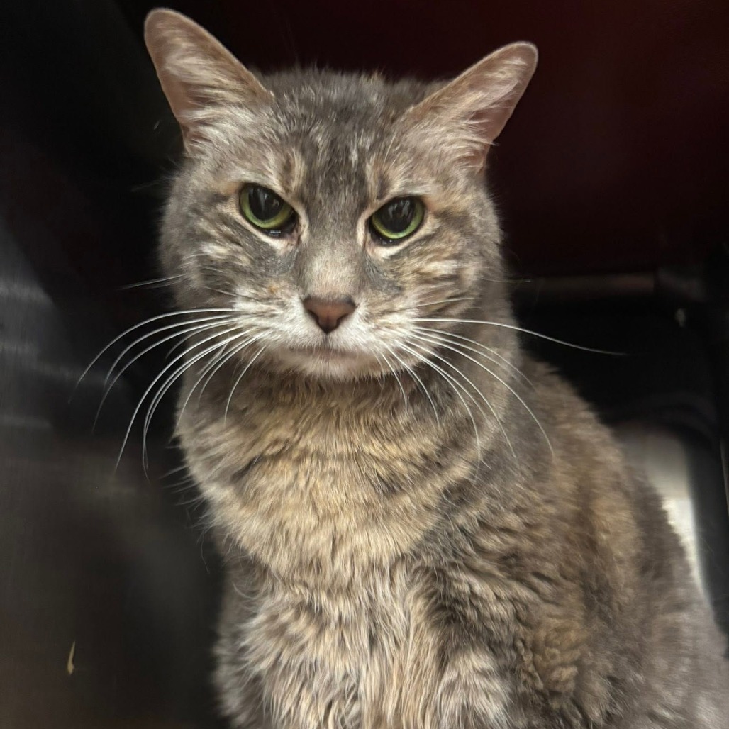 CANDY - Domestic Shorthair available for adoption