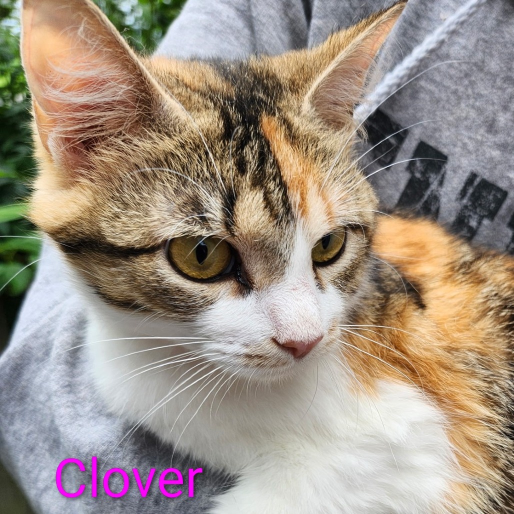 Clover @ Pet Supplies Plus Kokomo, an adoptable cat