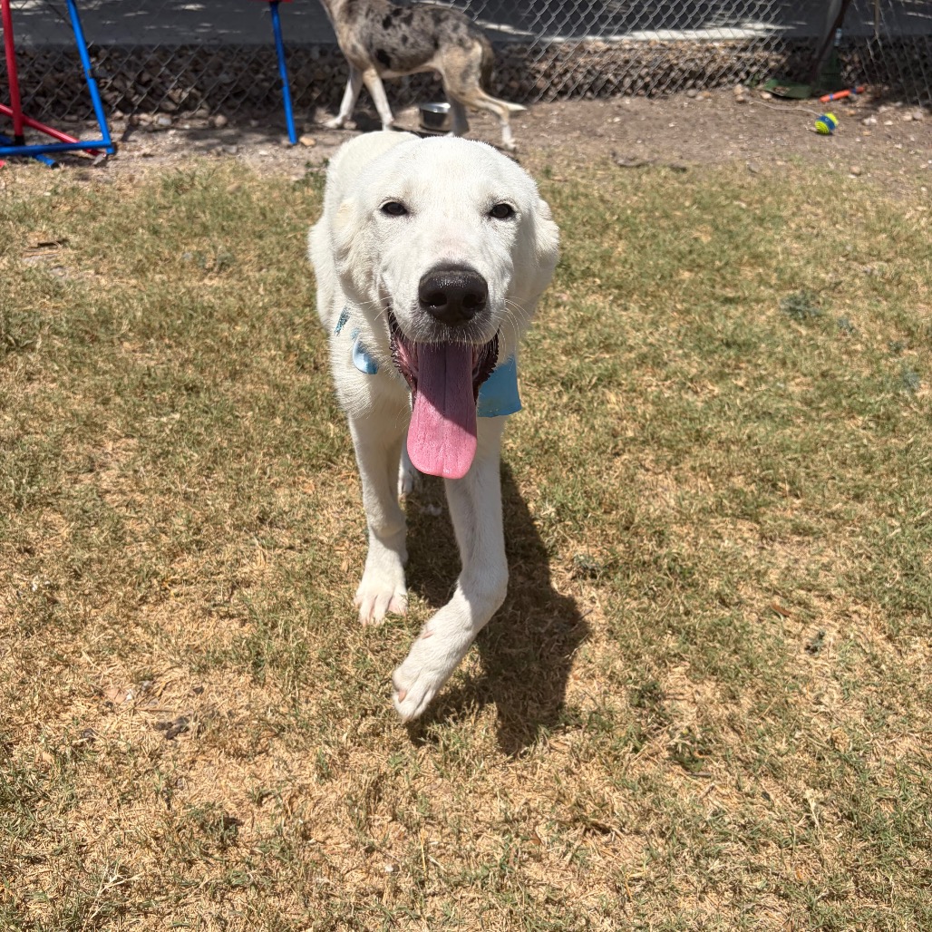Photo of Mayonnaise , a dog adopted from Gulf Coast Humane Society