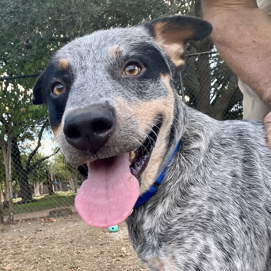 DIOR - Cattle Dog / Australian (Blue Heeler) available for adoption