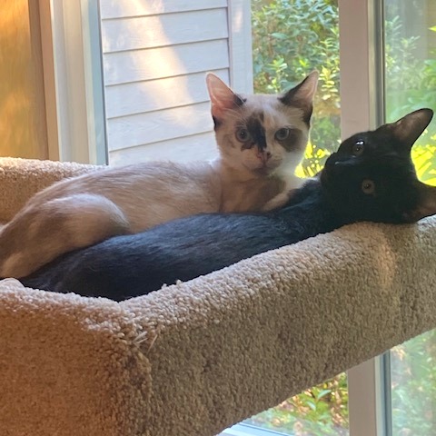Photo of Smudge