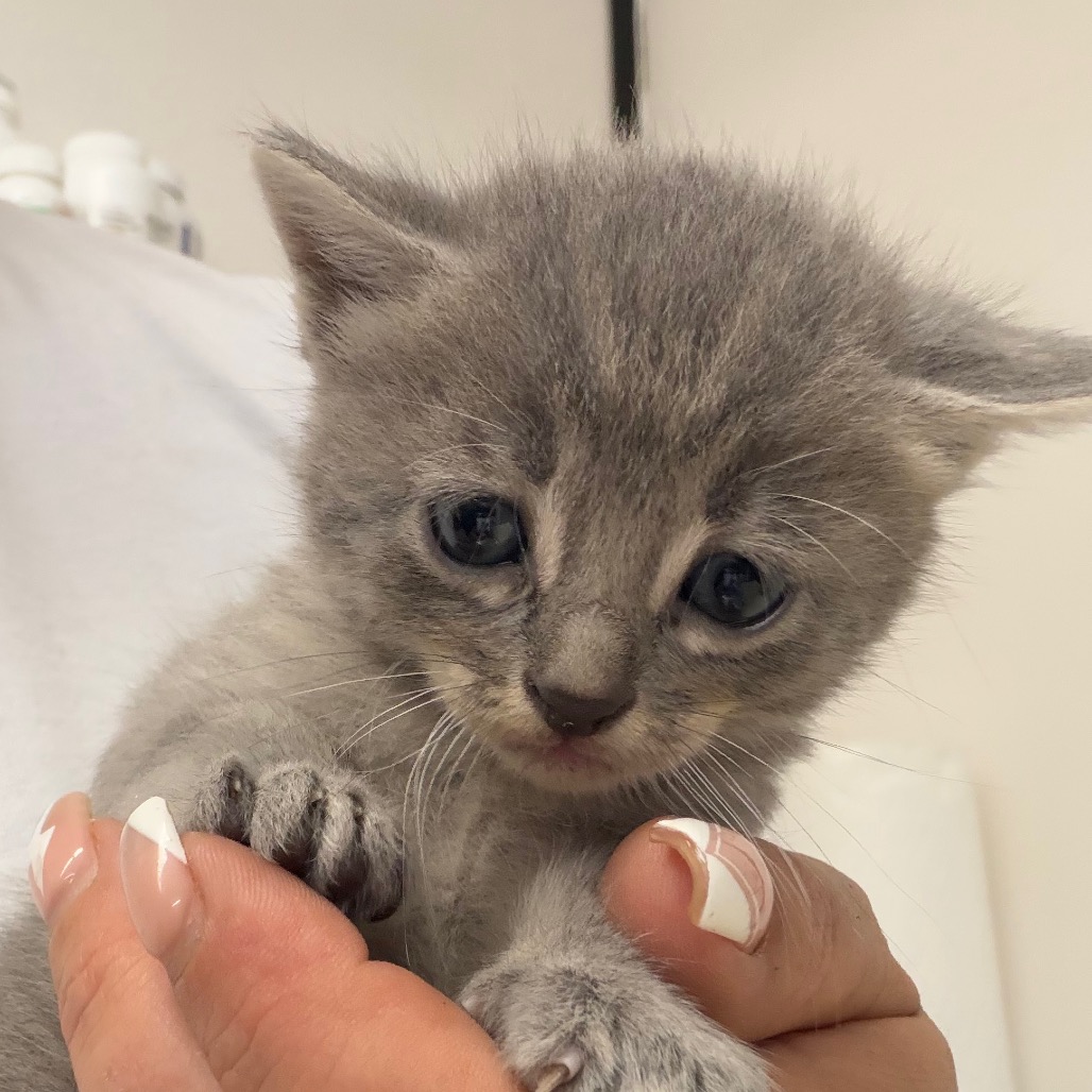 Amelie, an adoptable cat at SPCA-BC