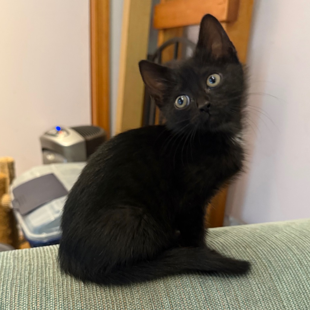 MERLYN - Domestic Shorthair available for adoption