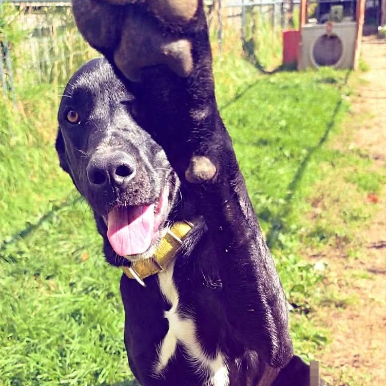 Bear