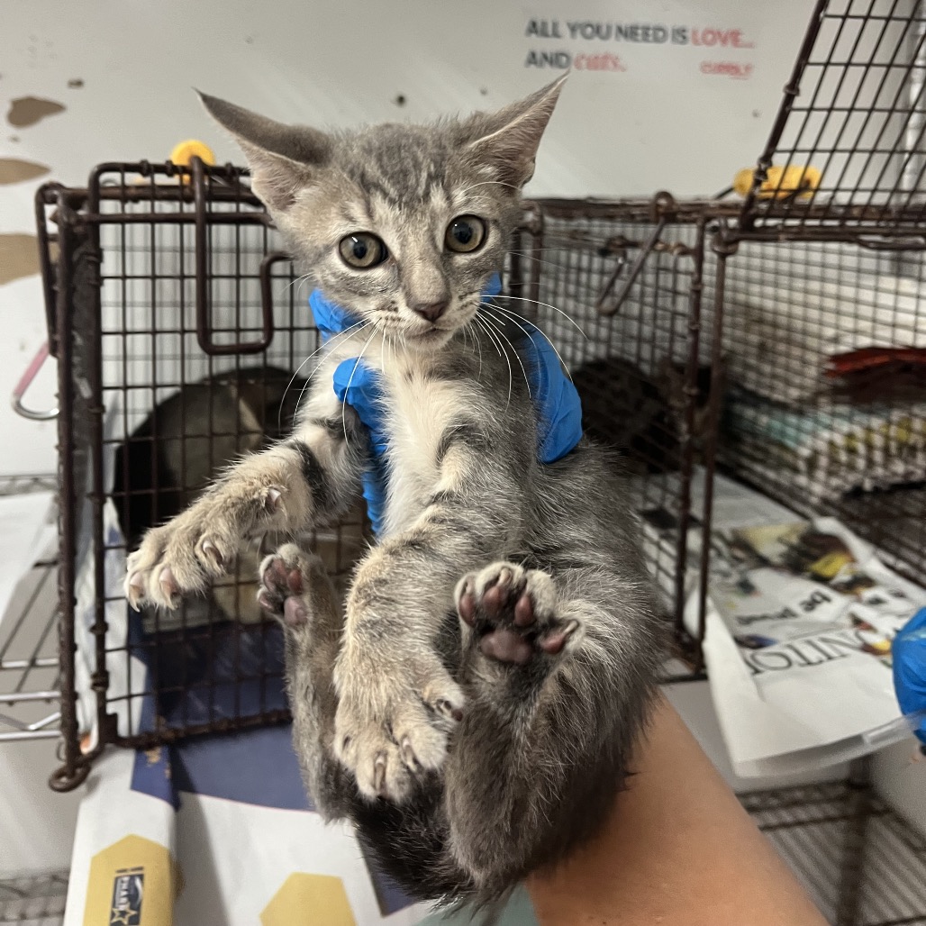 BUBBS - Domestic Shorthair available for adoption