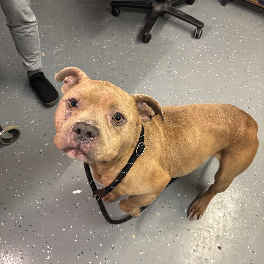 Mayor McCheese — thumbnail 2