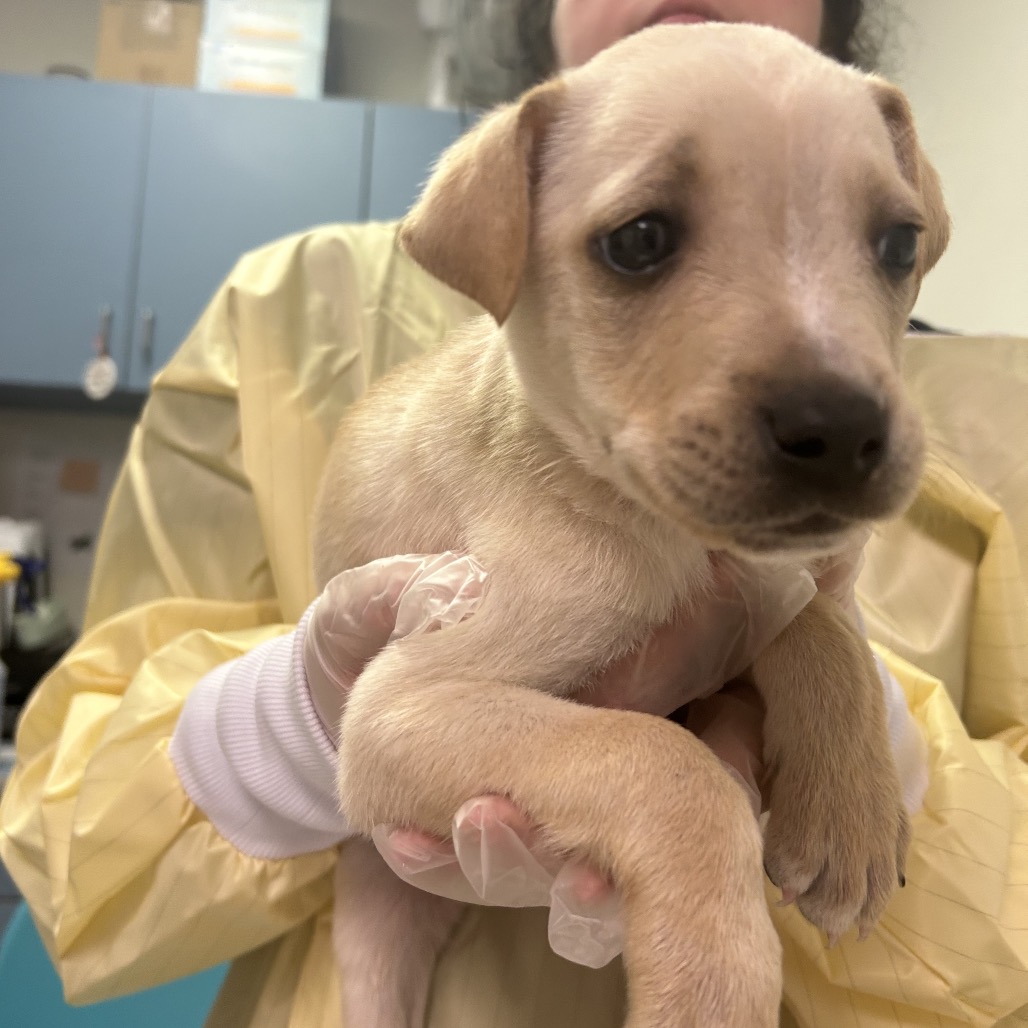 HISS — thumbnail 3