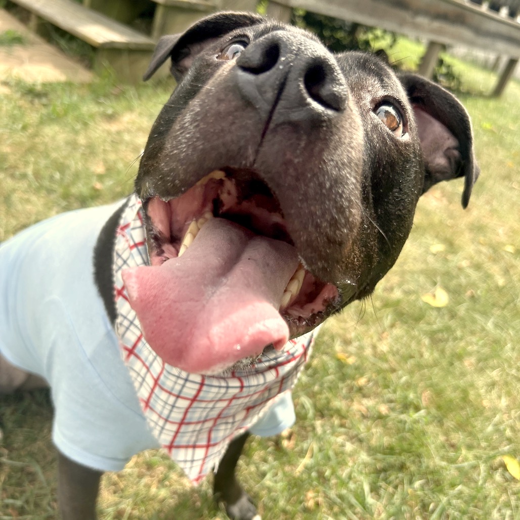 Bowser, photo 48