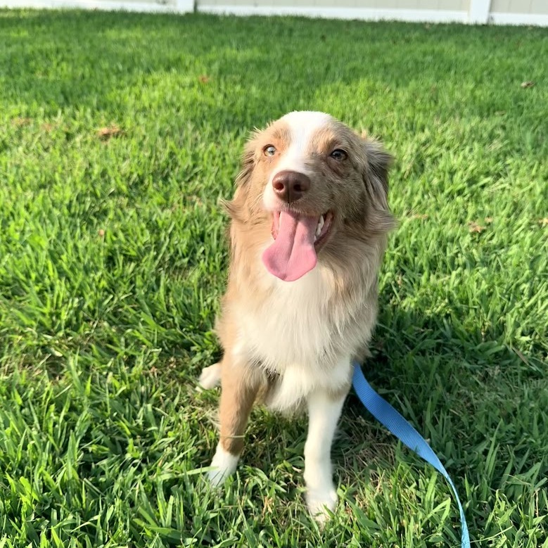 Lux, a Chihuahua / Shepherd, Australian