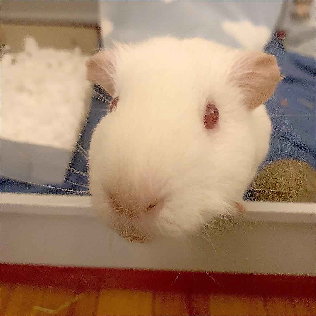 Snowflake & Nugget, photo 3