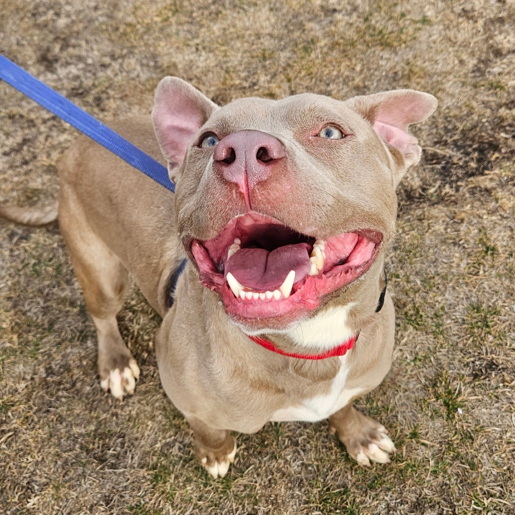 Poppy — thumbnail 4