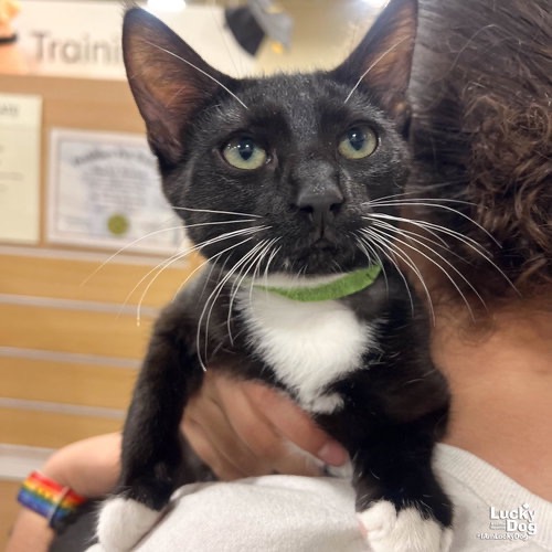 ZEBRA - Domestic Shorthair available for adoption