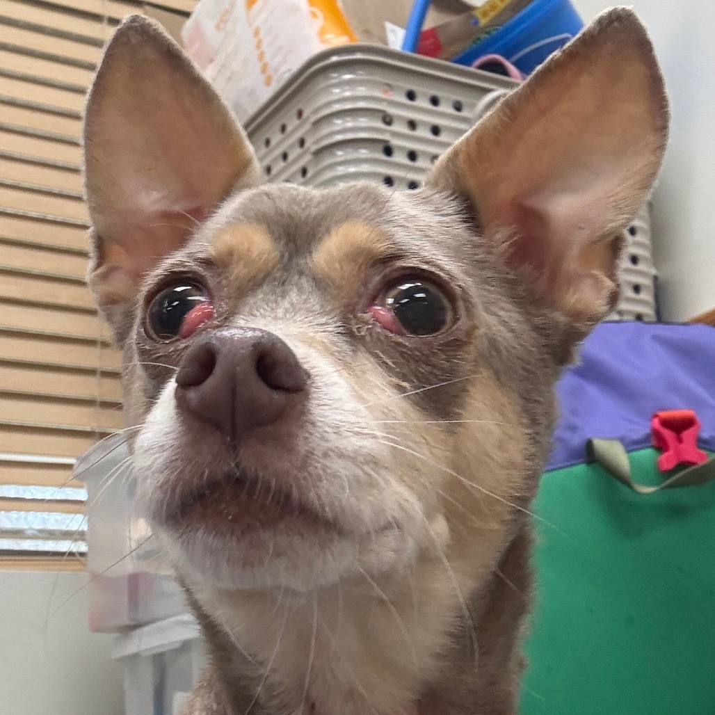 Loki — thumbnail 3