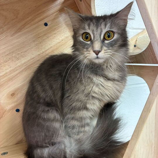 WOOLY WORM - Domestic Medium Hair available for adoption