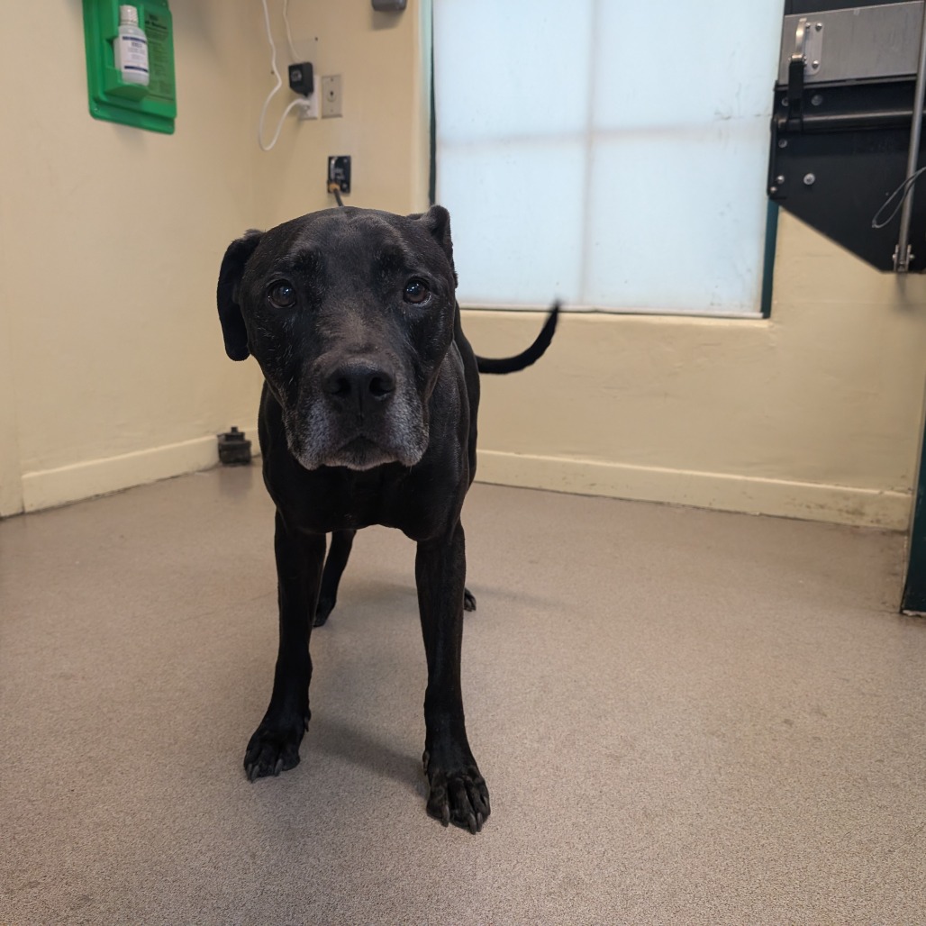 Great Dane