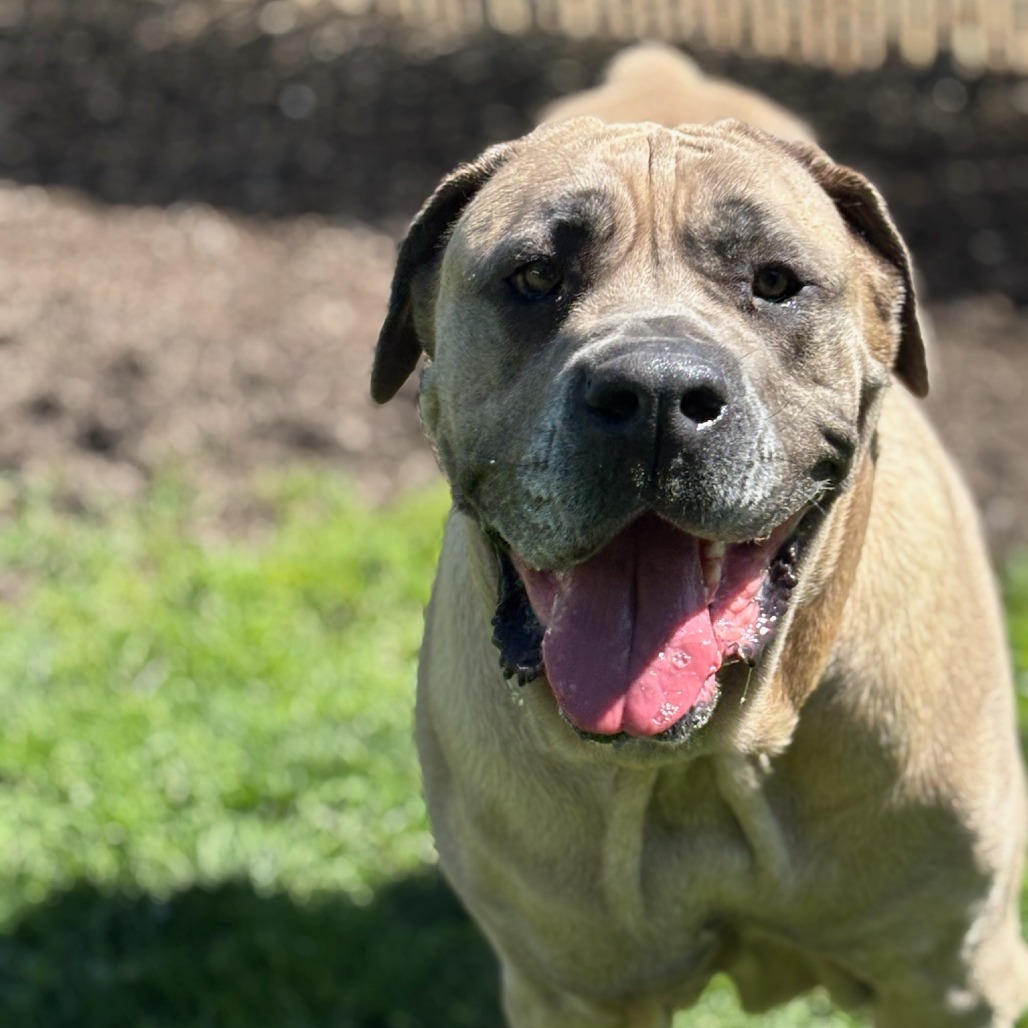 Nala, photo 3