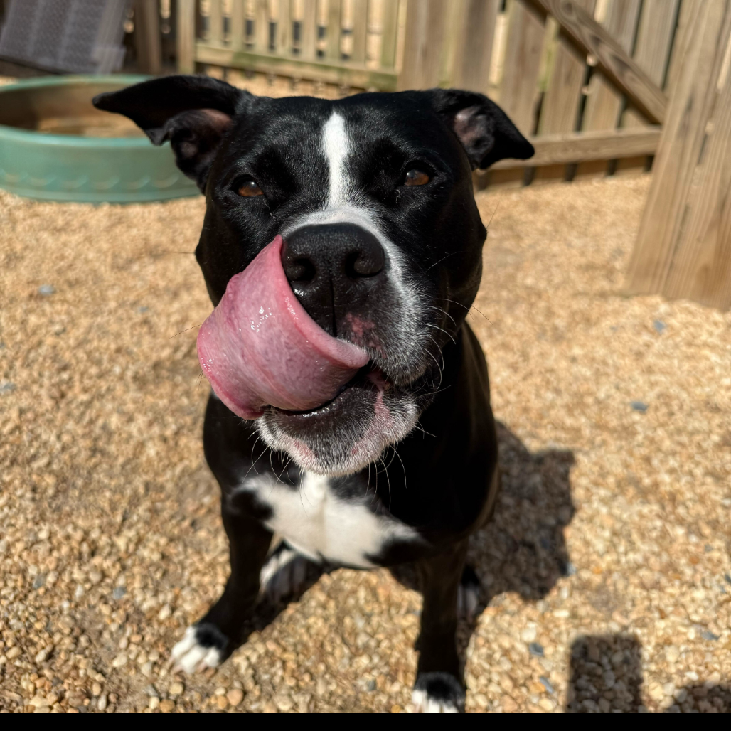 Luna, photo 27