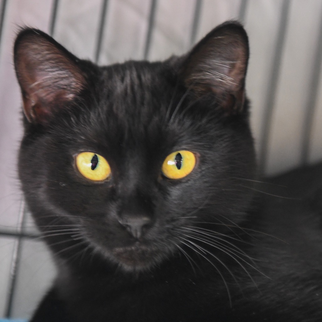 Noel - Domestic Shorthair