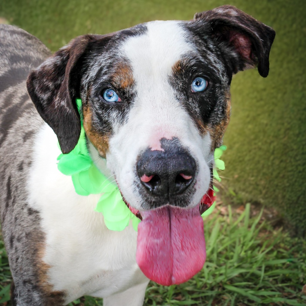 Cletus, an adoptable dog at SPCA-BC