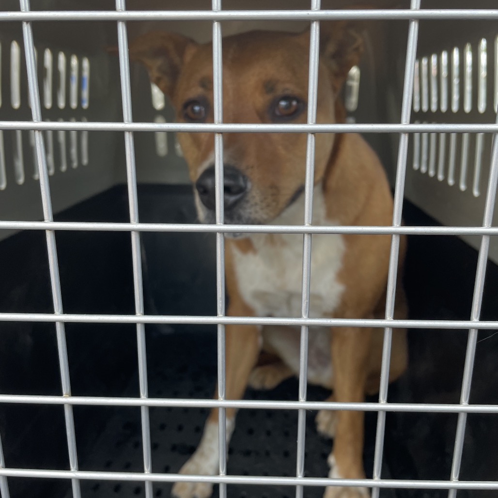 Blossom, an adoptable dog at SPCA-BC