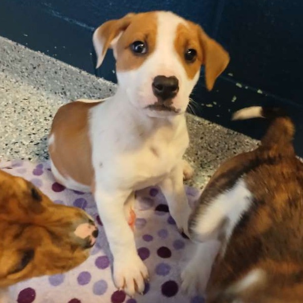 LASAGNA - Terrier / Mix for adoption in Dayton