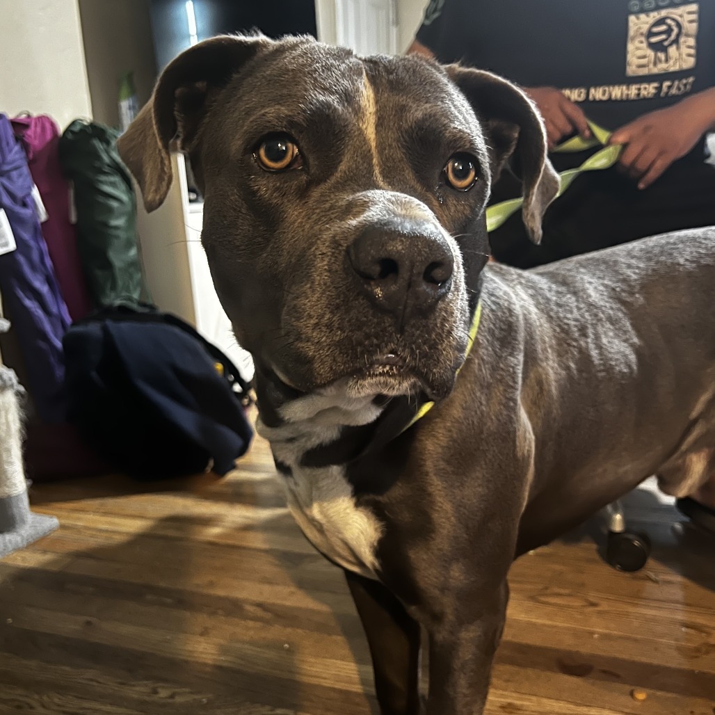 BUCK - Terrier / American Pit Bull available for adoption