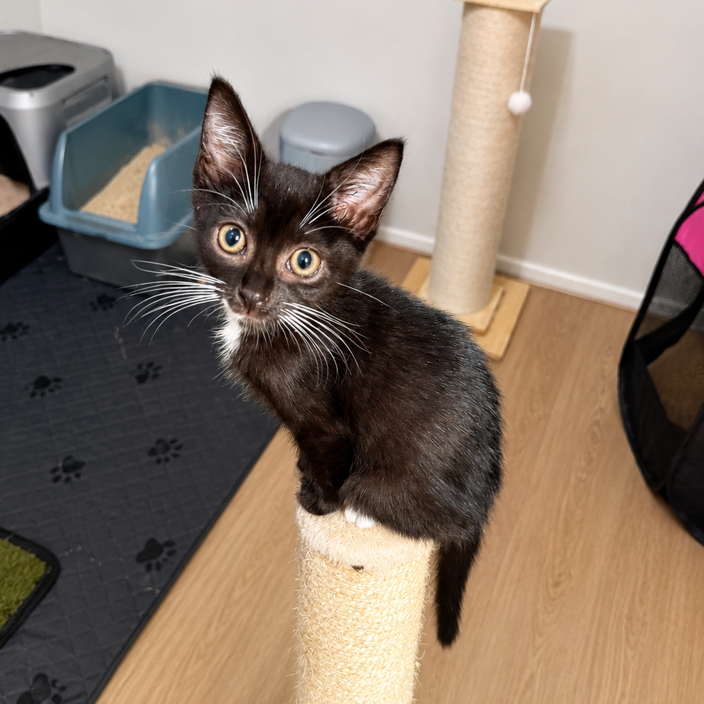 JANE - Domestic Shorthair available for adoption