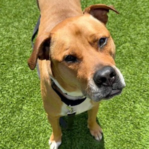 Saint (PAWS Alumni: Ken)