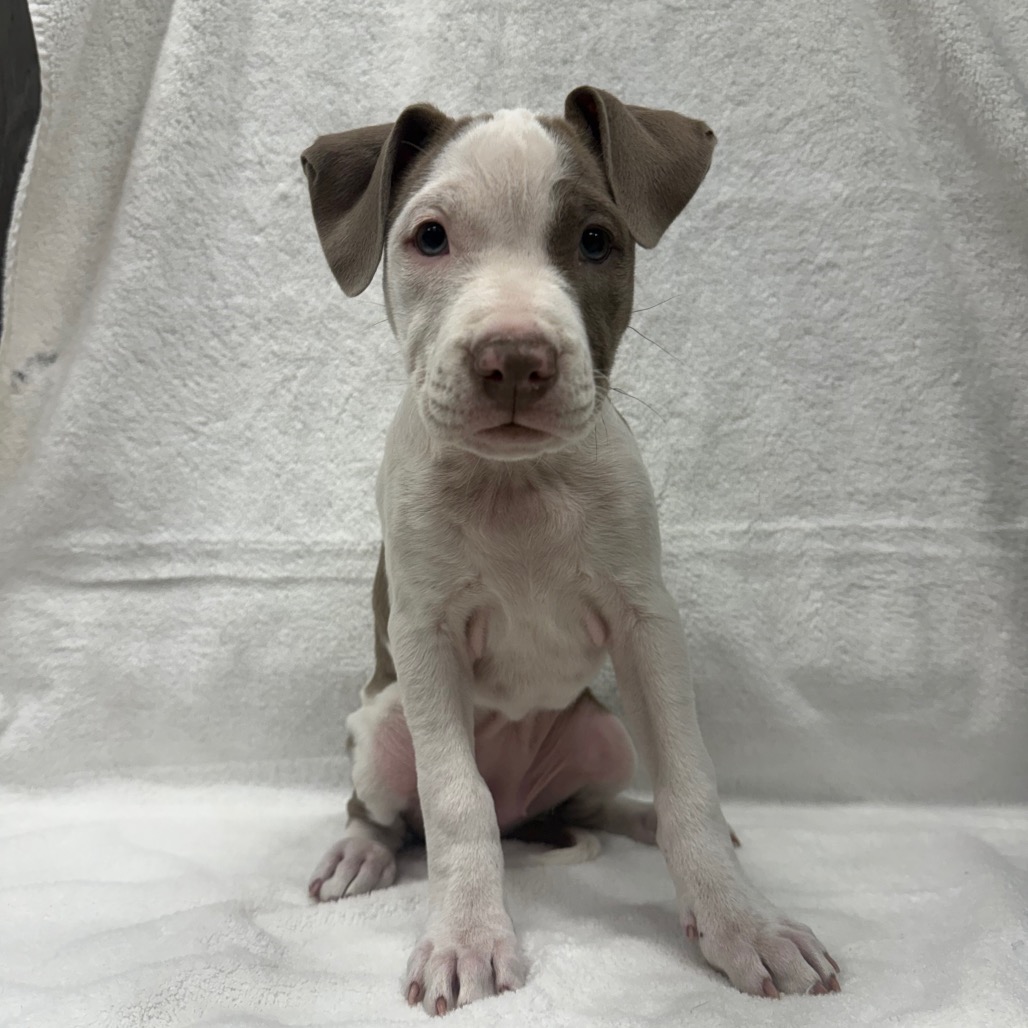 Chip — thumbnail 3