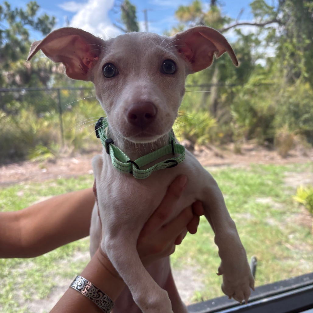 Chihuahua