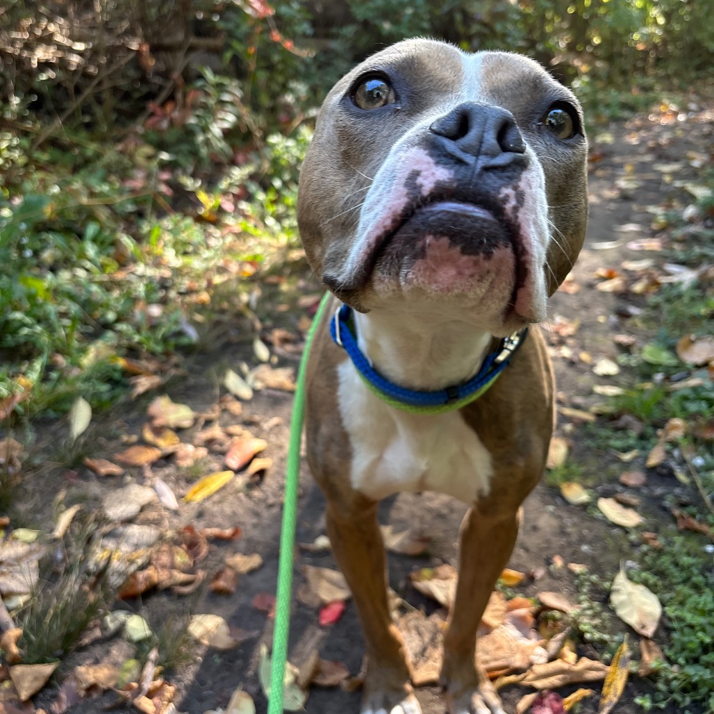 Romeo — thumbnail 5