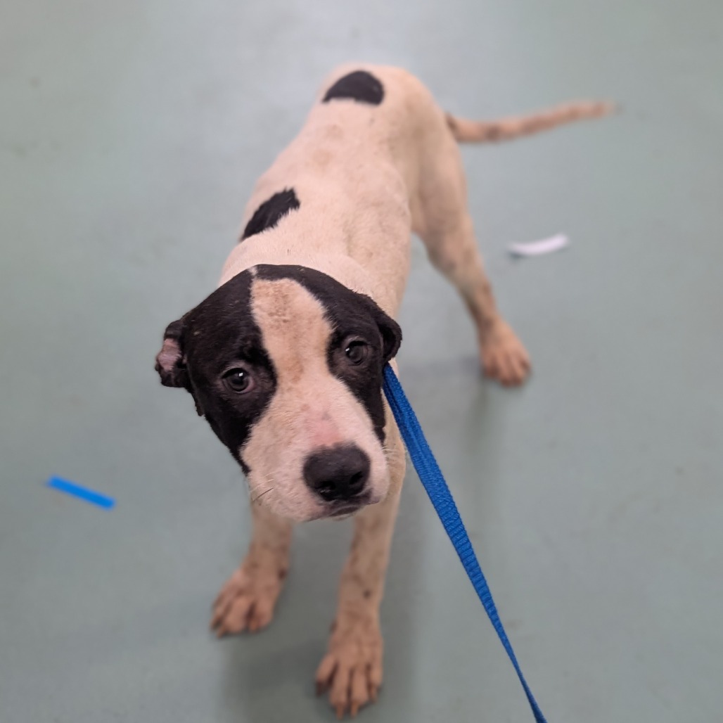 Zander — thumbnail 2