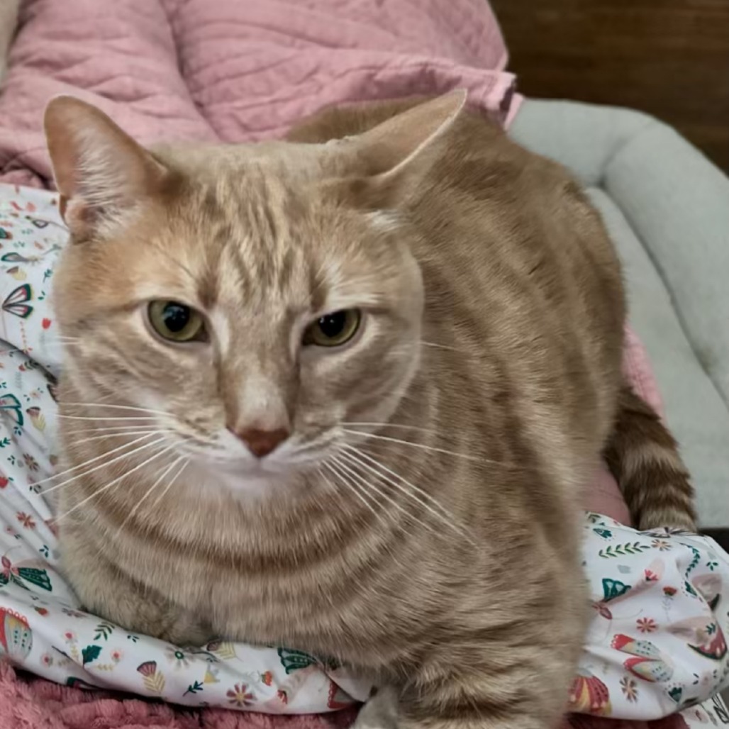 Photo of Percy