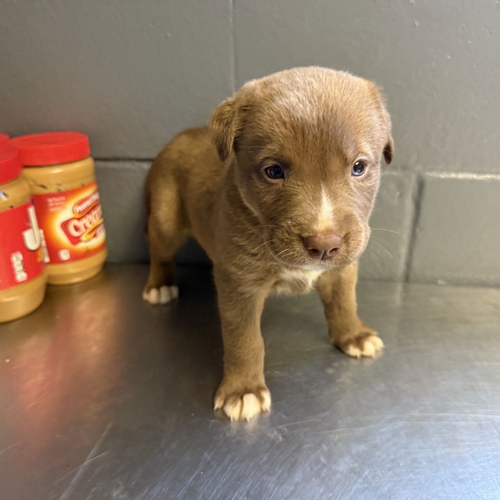 Tusc Stray 84534 2 3 4 5