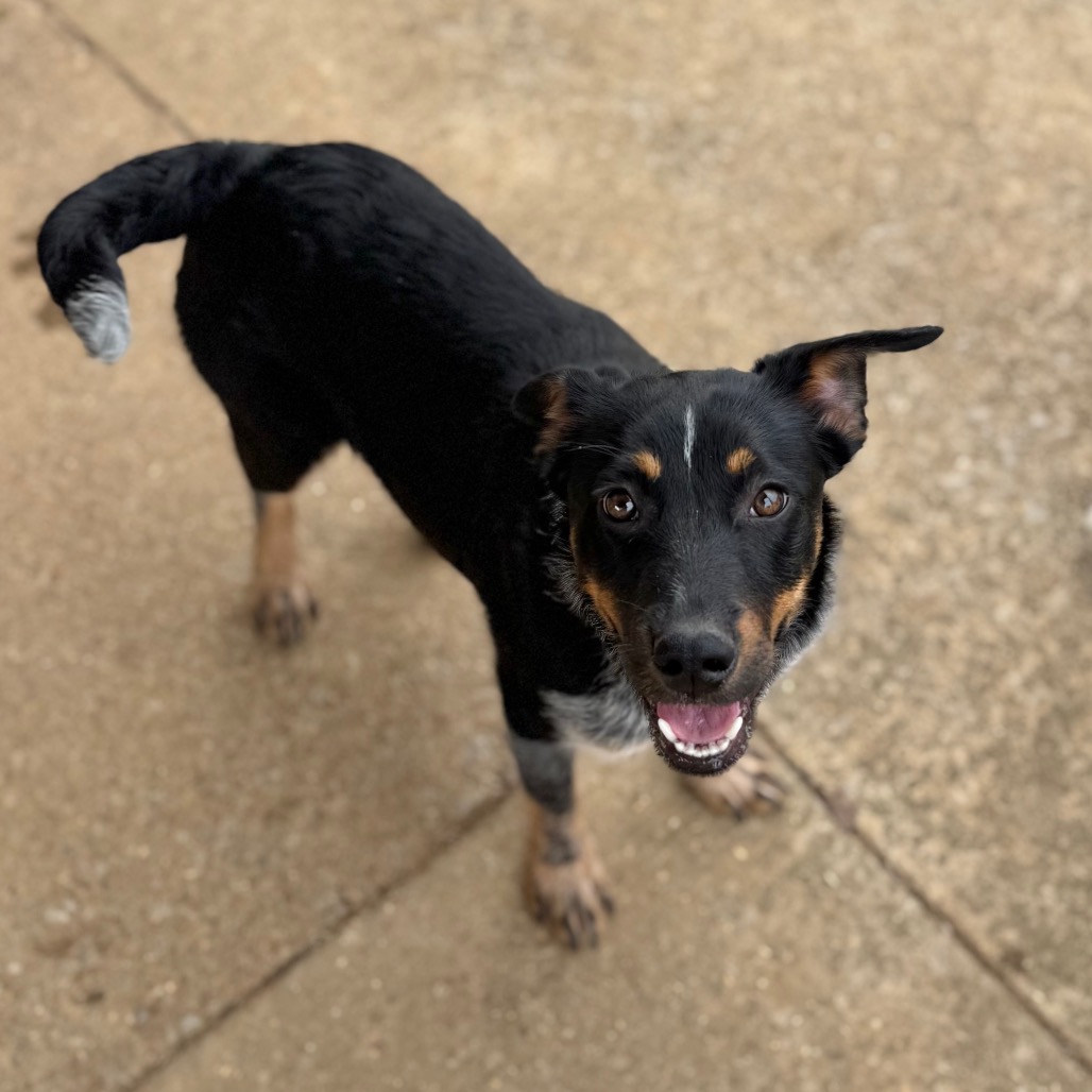 Honeysuckle — thumbnail 3