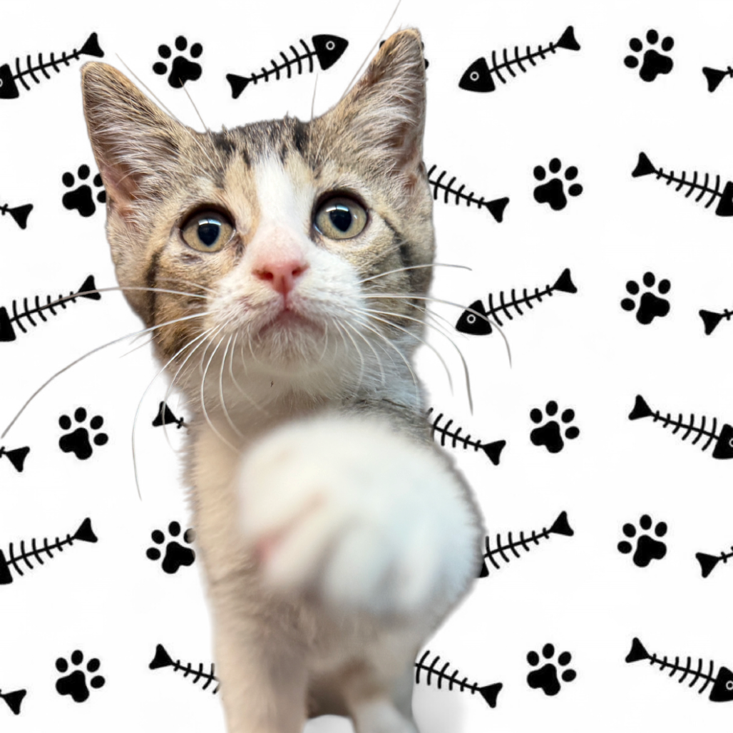 ROWENA - Domestic Shorthair available for adoption