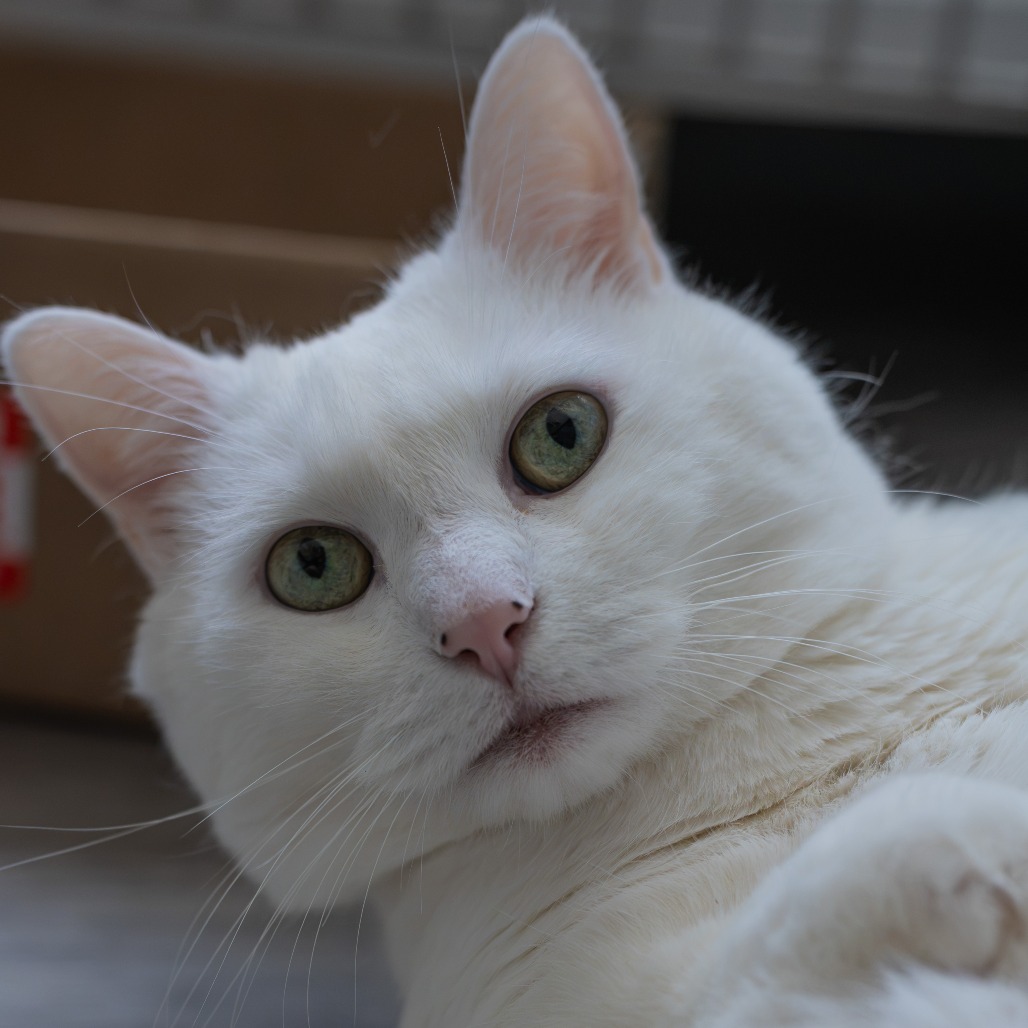 Elsa, photo 13