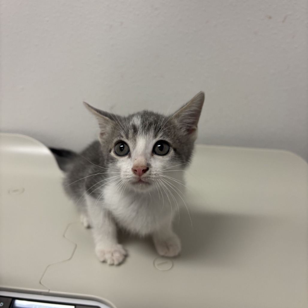Nala