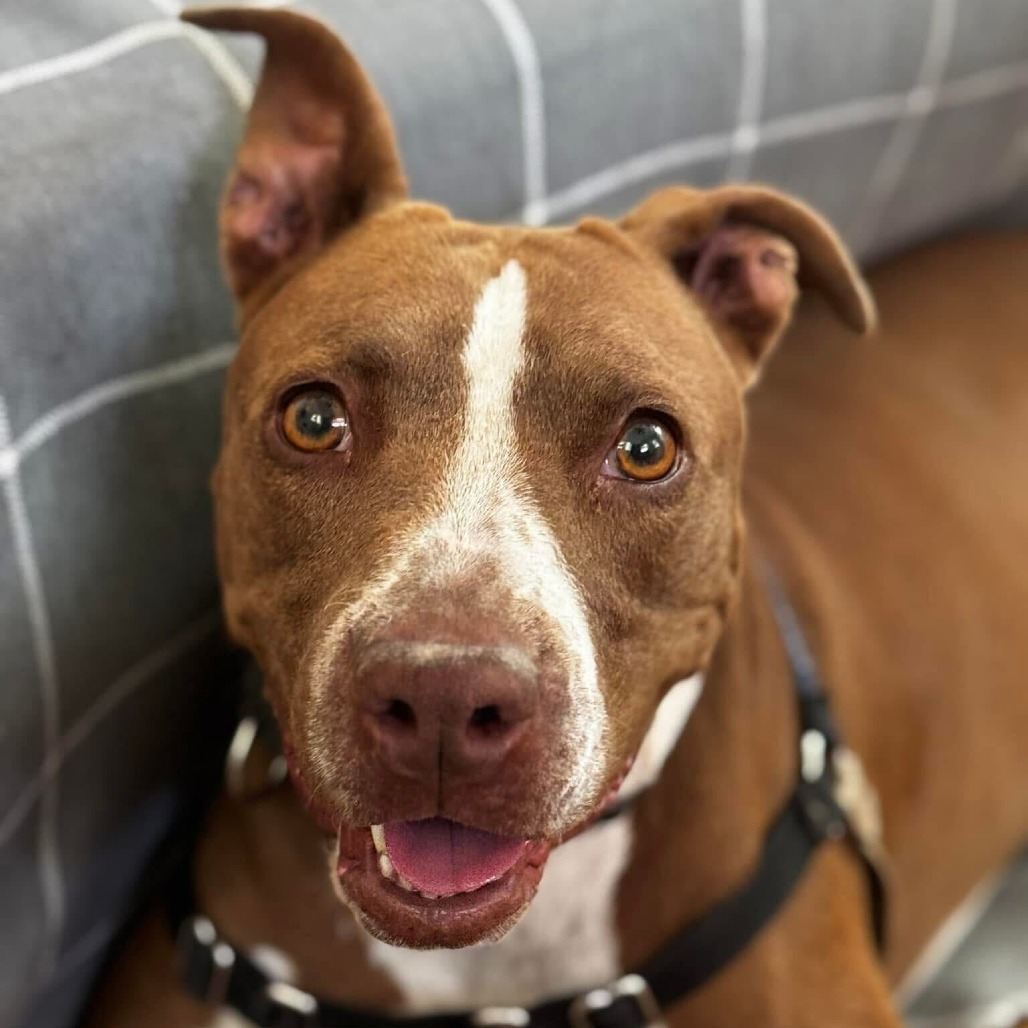 Princess Cheese Puff — thumbnail 10