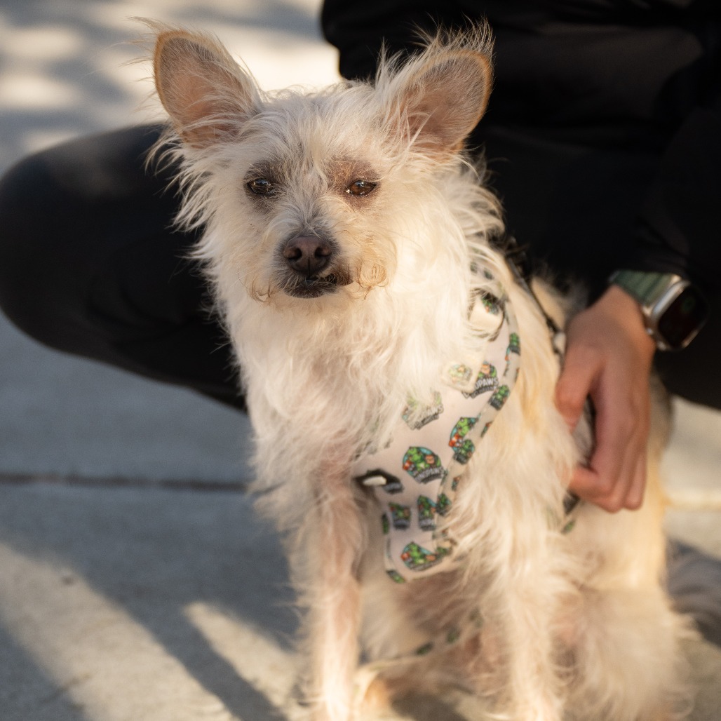 Animal named Vanilla