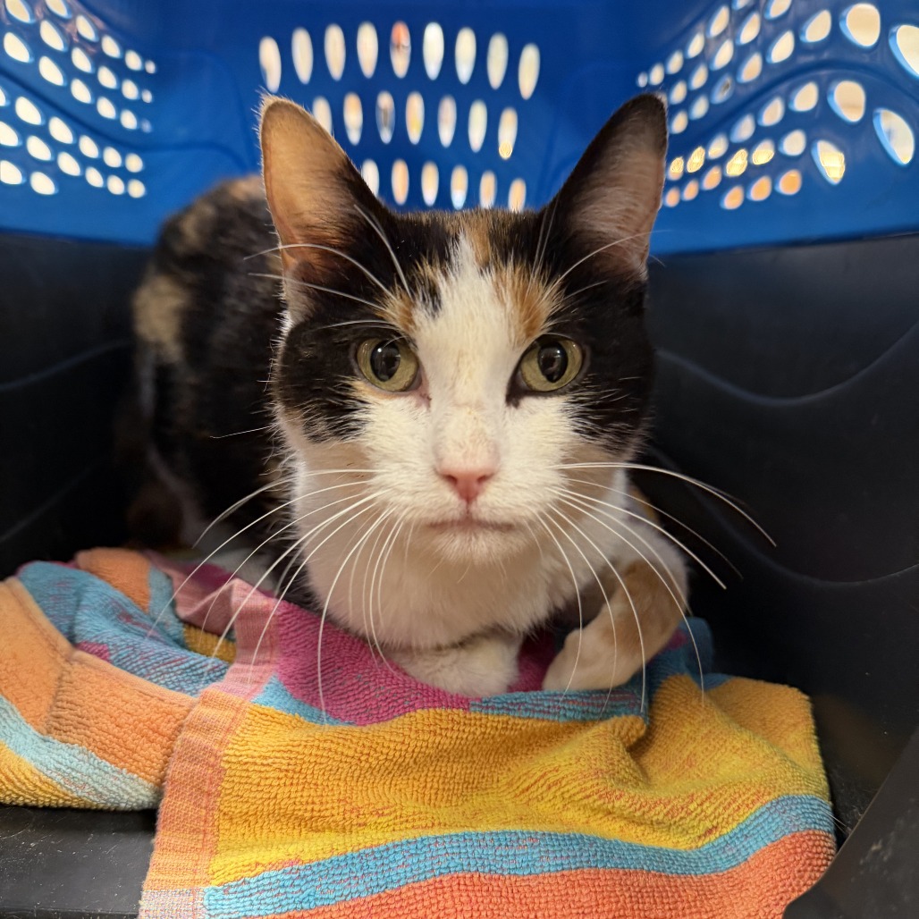 Persephone, available for adoption