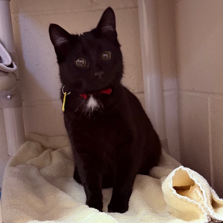 Mittens — thumbnail 3